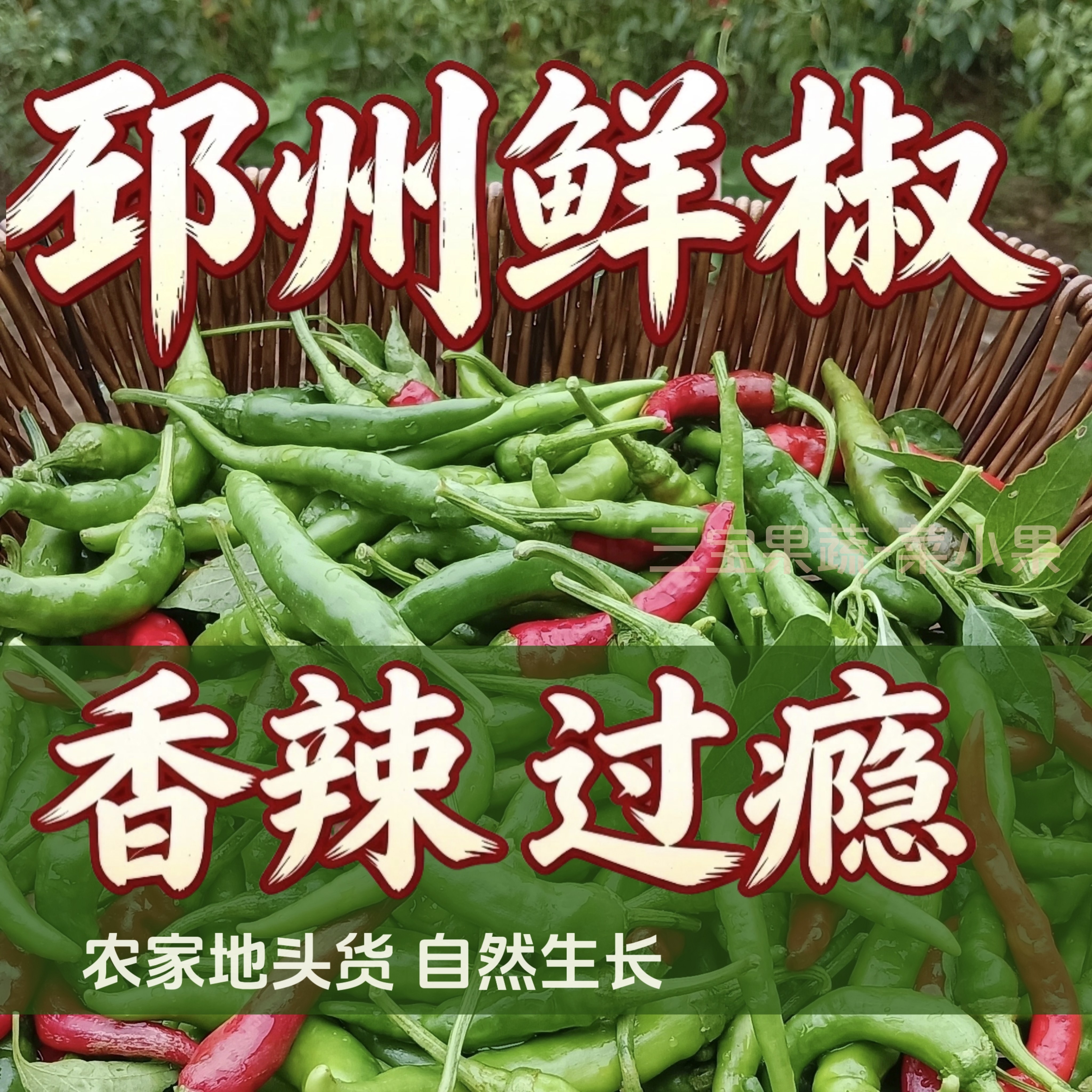 特辣邳州本地辣椒邳州新鲜小尖椒小土辣椒农家自种小米椒薄皮勾椒