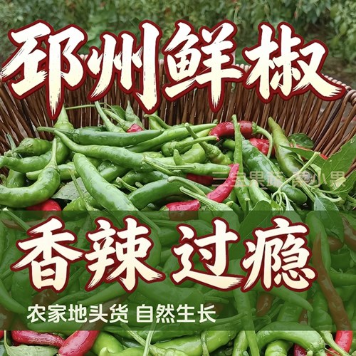特辣邳州本地辣椒邳州新鲜小尖椒小土辣椒农家自种小米椒薄皮勾椒