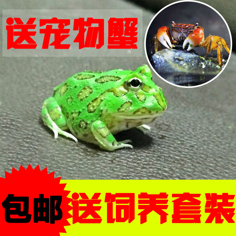 角蛙批 批角蛙 绿角蛙 角蛙活体 宠物蛙 招财蛙 单身男女