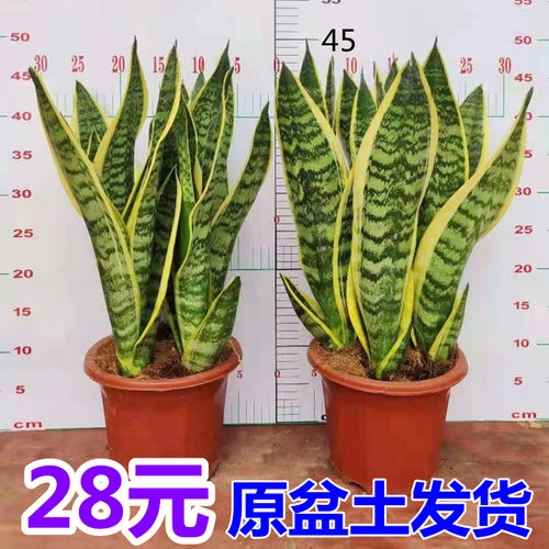 金边虎皮兰多肉办公室客厅绿植物