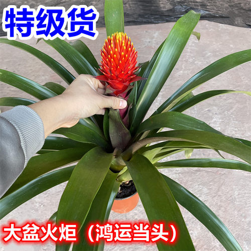 鸿运当头盆栽火炬客厅四季年宵花