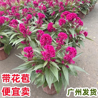 鸡冠花盆栽带花苞庭院花卉绿植