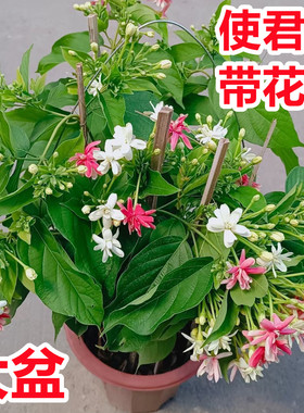 重瓣使君子盆栽带花苞阳台爬藤花卉庭院花园阳台易养耐热植物绿植
