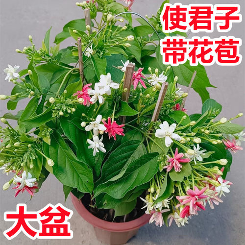 使君子盆栽带花苞阳台爬藤花卉