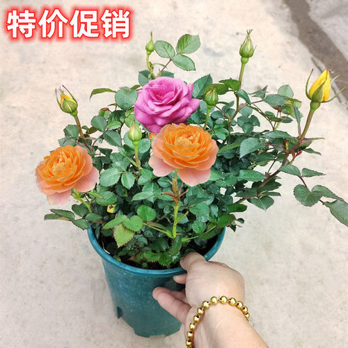带花苞带香味欧月玫瑰盆栽庭院