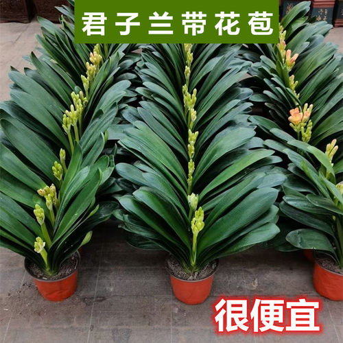 君子兰盆栽宽叶圆头高档兰花绿植