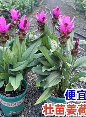 姜荷花盆栽带花苞耐热花卉绿植物