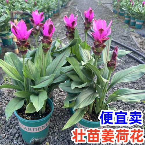姜荷花盆栽带花苞耐热花卉绿植物