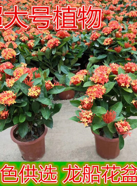 龙船花盆栽带花常开花室外花园植物庭院阳台观花植物绿化带绿植物