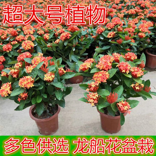 龙船花盆栽带花常开花室外花园植物庭院阳台观花植物绿化带绿植物