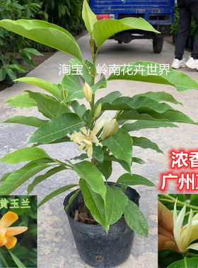 绿植带花苞香味庭院室外白玉兰