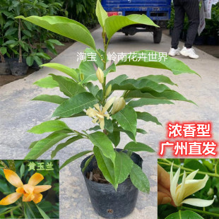 白玉兰苗带花苞黄玉兰开花香味绿植盆栽庭院室外植物花卉净化空气