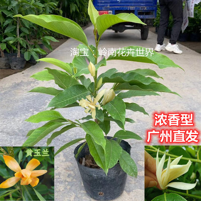 绿植带花苞香味庭院室外白玉兰