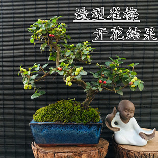 S型造型老树桩室内办公室开花结果小盆景福建茶小叶紫檀 雀梅盆景