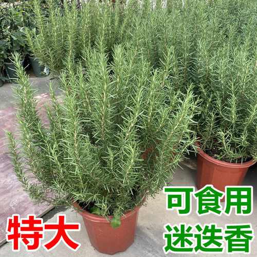迷迭香盆栽牛排西餐调料百里香