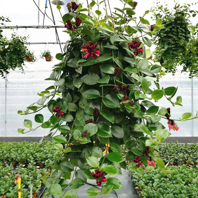口红花吊兰四季常青开花吊兰办公室花卉盆栽口红牡丹千叶绿萝绿植,鲜花速递/花卉仿真/绿植园艺,绿植,淘宝优惠券,粉丝福利购,淘宝优惠卷
