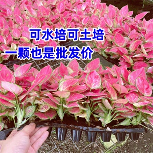 富贵吉利红苗如意皇后苗绿翡翠办公室内绿植花卉易养净化空气植物