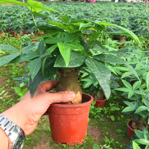 发财树盆栽办公室绿植办公室