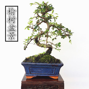 小叶榆树盆景S型造型疙瘩榔榆老桩熟桩室内办公室阳台客厅植物