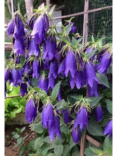 宿根风铃草萨拉斯托黄二重石立姬红衣卢布竹岛小川桔梗耐寒耐热