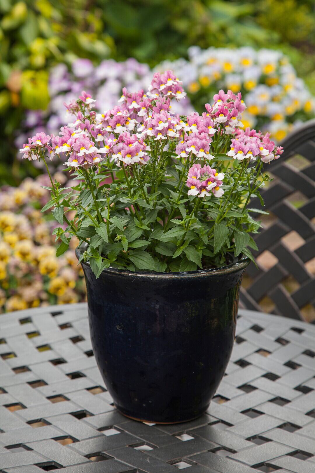 小耳朵园艺 龙面花 芳香爆盆开花机器 草本庭院花园花境植物