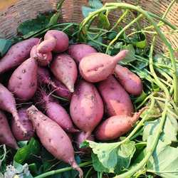 洋县槐树关新鲜白心红薯番薯当季新货产地直发很粉很面口感佳