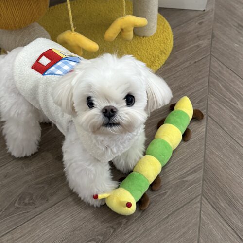 ins宠物毛毛虫玩具发声闻嗅响纸小狗猫发声玩具狗狗解闷玩具互动