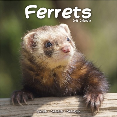 预订Ferrets Calendar 2026  Square Animal Wall Calendar - 16 Month[9781804607329]