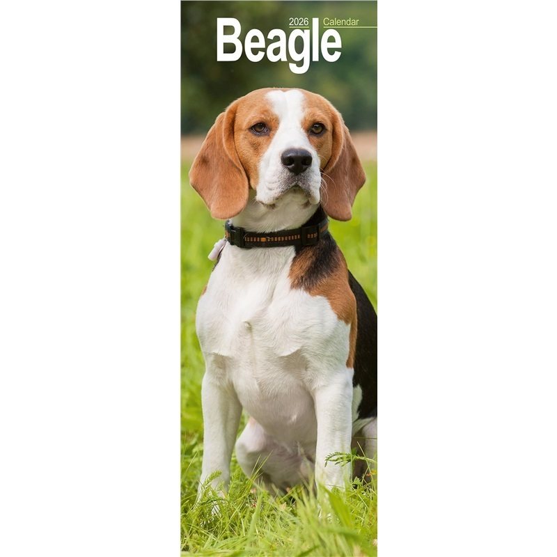 预订，预计下单后4-6周左右发货