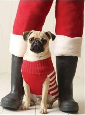 预订Pug Elf Notecards