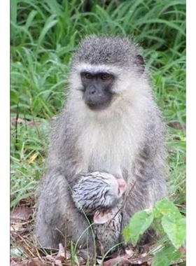 按需印刷Mandi Monkey and Other Stories[9781312277106]