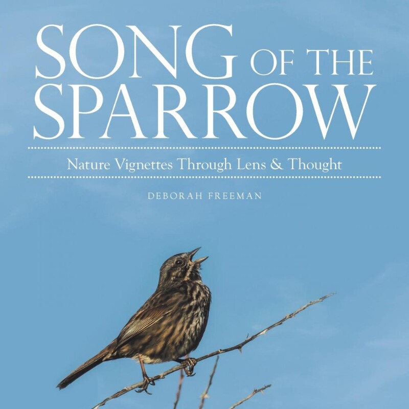 按需印刷不退不换Song of the Sparrow[9781982208028]