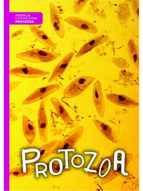 预订不退不换Protozoa