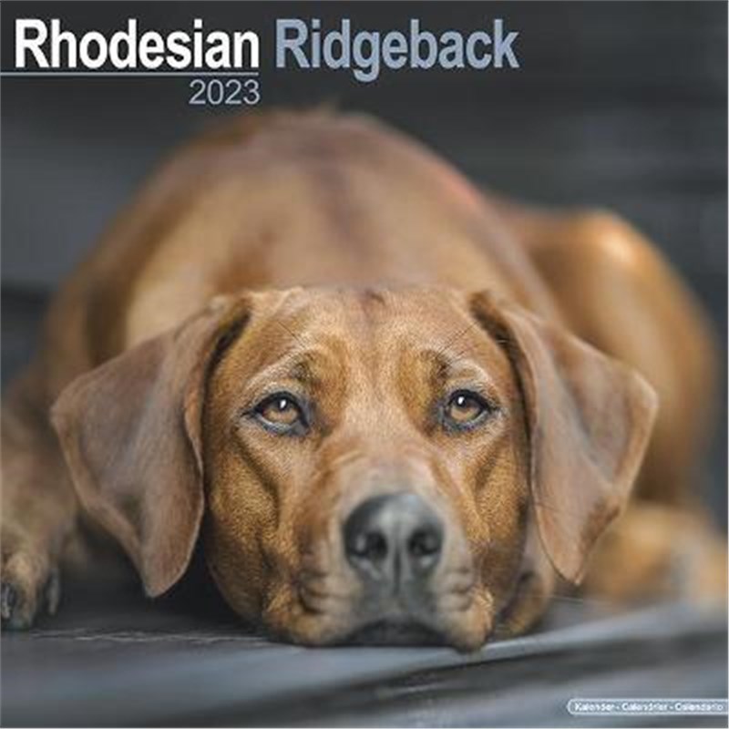 预订Rhodesian Ridgeback 2023 Wall Calendar