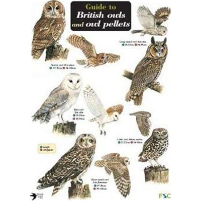 现货 图表 Guide to British Owls and Owl Pellets