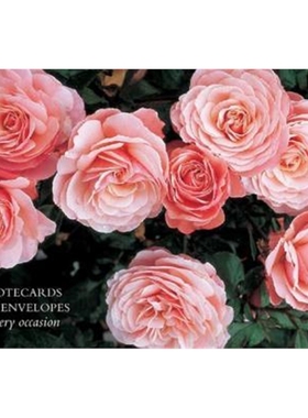 预订Card Box of 20 Notecards and Envelopes: Roses