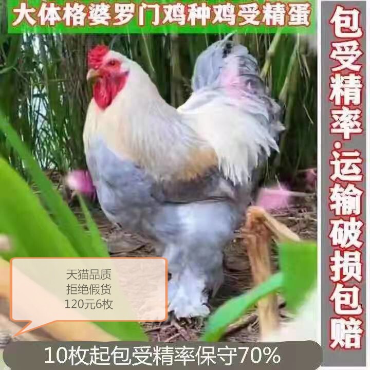 大型婆罗门鸡种蛋受精蛋可孵化梵天鸡种蛋观赏鸡种蛋包孵化|msdalam kategori daging perikanan/Buah-buahan segar dan sayur-sayuran/dimasak, telur/telur Produk, telur segar, telur - dari Buy2taobao.com untuk memberikan perkhidmatan ejen Taobao profesional membeli