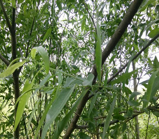 新鲜柳树叶 柳叶 柳树叶 垂柳枝柳树根柳树皮柳树叶2斤包邮