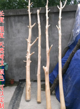 天然枯木干枝造型树干树枝