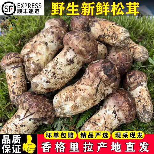 现货速发/云南野生鲜松茸次日达