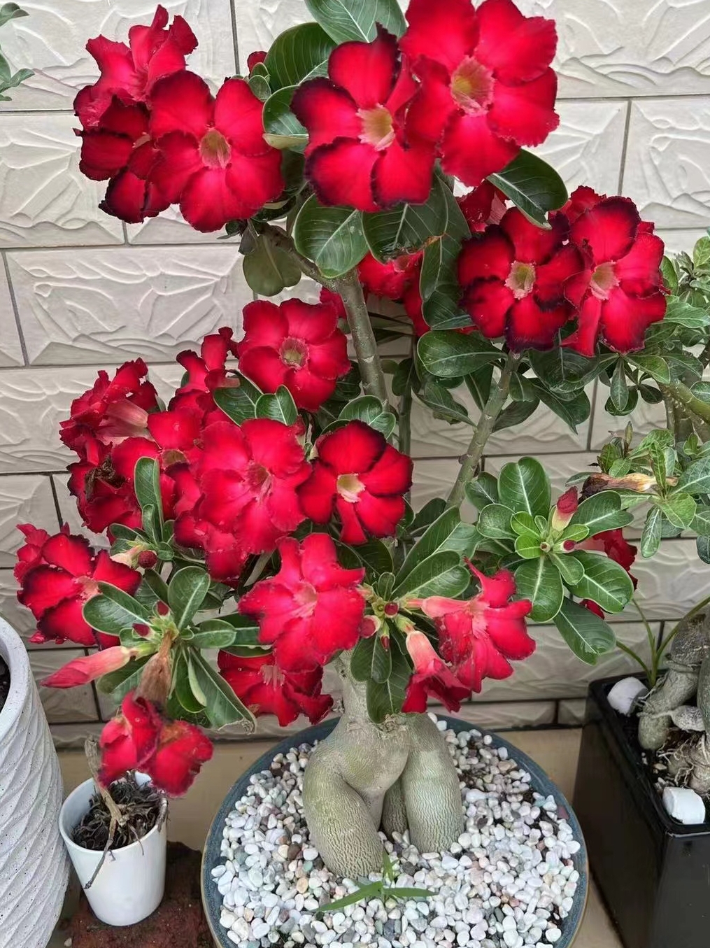 沙漠玫瑰花原生苗裸根 一物一拍