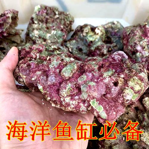 新鲜高钙海水活石深海瀑藻海水缸