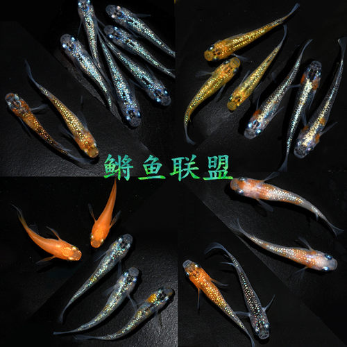 观背青鳉鱼魔法冷水小型锦鲤