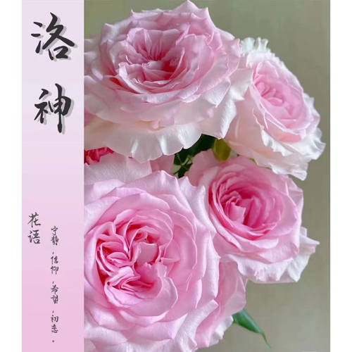 洛神玫瑰10支 鲜切花云南直发生日礼物家庭插花