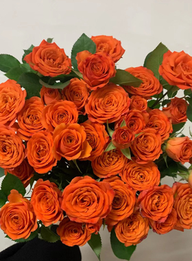 橙色芭比9支+1支防损 鲜切花云南直发生日礼物家庭插花