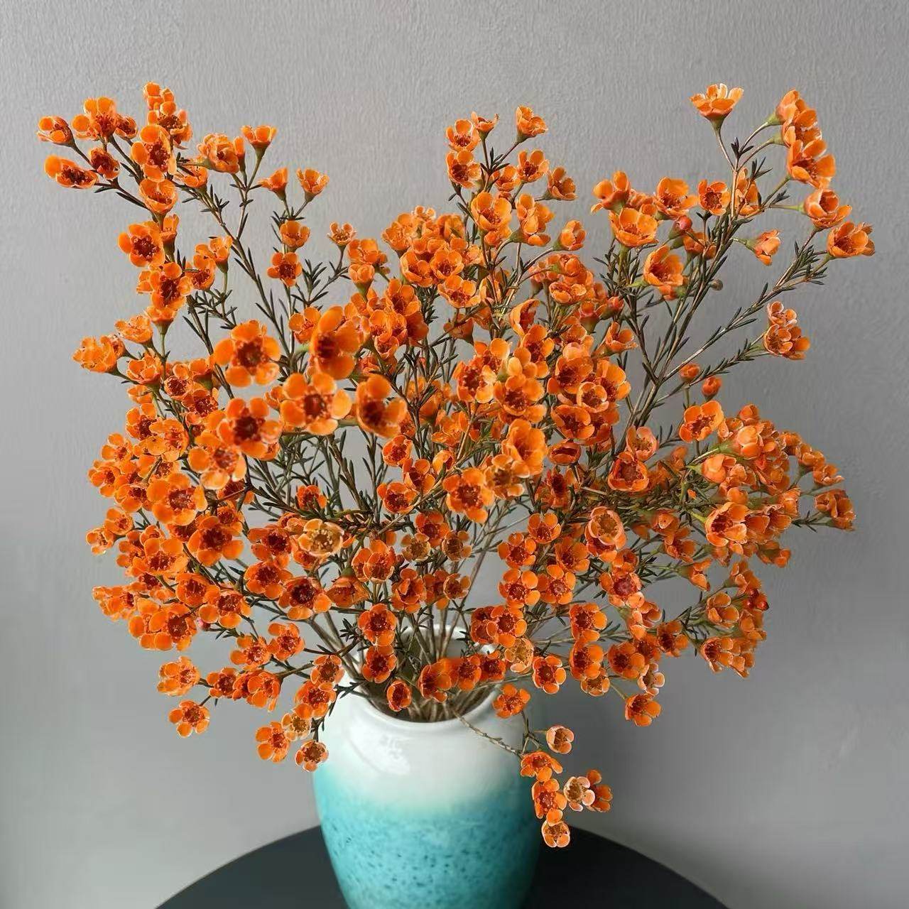 橙色澳洲腊梅花 年宵花  （1单包邮2单升级快递）