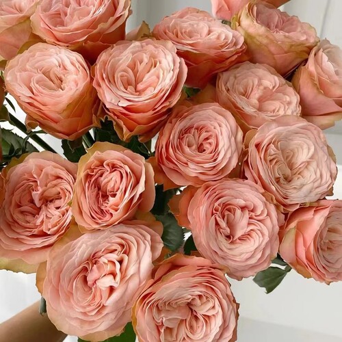 卡哈拉玫瑰18支+2支防损 （1单包邮 2单升级快递）