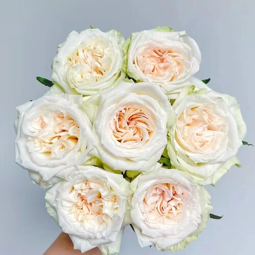 白荔枝玫瑰18支+2支防损鲜切花（1单包邮 2单升级快递）