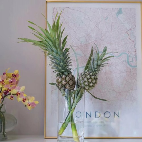 小菠萝 可食用观赏植物 （1单包邮2单升级快递）