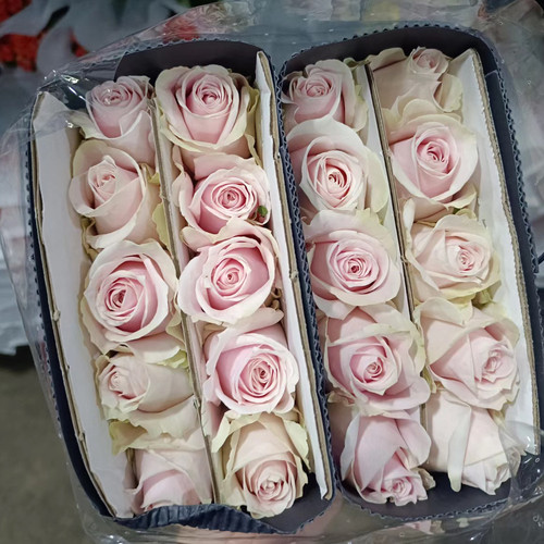 绿粉雪山玫瑰18支+2支防损 云南直发生日礼物家庭插花